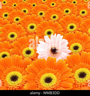 ein rosa Gerber unter allen orange gerbers Stockfoto