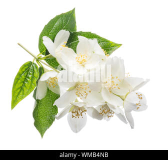 Blooming Jasmin Jasmin Blume Ast mit Blätter auf weißem Hintergrund. Stockfoto