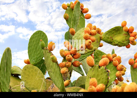 Frische orange-farbige reifen Früchte des süssen Kaktus auf einem Zweig vor dem Hintergrund der üppigen stachelige grüne Zweige und eine blaue leicht bewölkten Himmel. Stockfoto