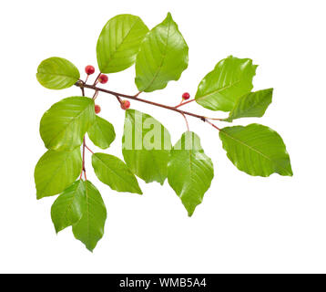 Frangula oder buckthorns Zweig mit Beeren auf weißem Hintergrund. Stockfoto