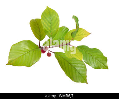 Frangula oder buckthorns Zweig mit Beeren auf weißem Hintergrund. Stockfoto