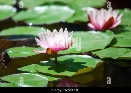 Zwei rosa Seerosen Blumen blühen auf grüne Blätter Hintergrund Nahaufnahme, Schöne lila Lilien in Blüte auf Teich, Lotus Blume wächst an sonnigen See Stockfoto