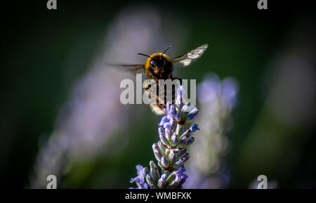 Ein Nahaufnahme-Makro-Aufnahme einer Hummel, die von einer Lavendelblüte abzieht Stockfoto