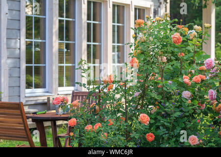 Romantische Sitzecke im Rosengarten, runden Holztisch und Stühlen in der Nähe der grossen blühenden Büschen der Englischen Rosen Stockfoto