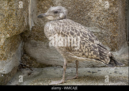 In der Nähe der Jugendlichen meliert Braun europäischen Silbermöwe steht in der Nähe einer Steinmauer. Stockfoto