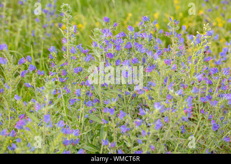 Viele kleine lila Blumen auf der Wiese Stockfoto