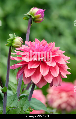 In der Nähe des rosa Blume des Kaktus Dahlie 'American Dawn' Werk Stockfoto