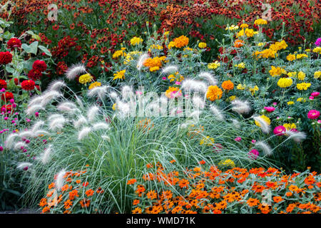 Wunderschöne Gartengrenze, bunte Blumen, gemischte Jahres- und mehrjährige Pflanzen in einem Sommerblumenbeet, Pennisetum, Zinnias, Sneezeweeds Stockfoto