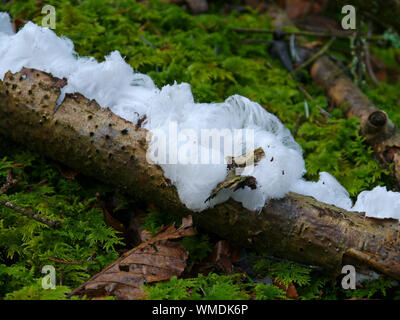 Haar Eis auf einem Buche Zweig Stockfoto