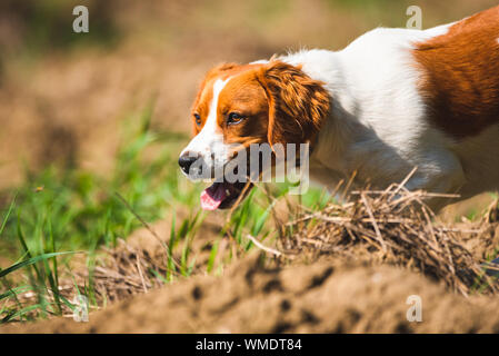 Breton spaniel Hündin Welpe in der Jagd auf dem Feld. Stockfoto