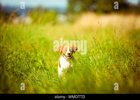 Breton spaniel Hündin Welpe in Richtung Kamera läuft Stockfoto
