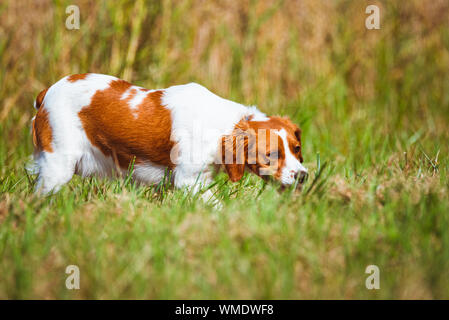 Breton spaniel Hündin Welpe in der Jagd auf dem Feld. Stockfoto