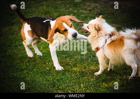 Beagle Hund mit weißen pomeranian spitz Spielen auf grünem Gras Stockfoto