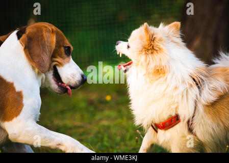 Beagle Hund mit weißen pomeranian spitz Spielen auf grünem Gras Stockfoto