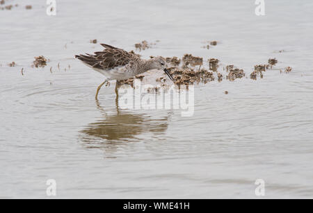 Kampfläufer (Philomachus pugnax) in nicht-Zucht Gefieder, Nahrungssuche im flachen Wasser Stockfoto