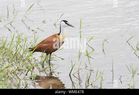 African jacana (Actophilornis africanus) Nahrungssuche im flachen Wasser am Ufer eines Sees Stockfoto