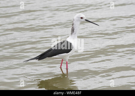 Schwarz - geflügelte Stelzenläufer (Himantopus himantopus) Überwinterung nach nahrungssuche im flachen Wasser Stockfoto