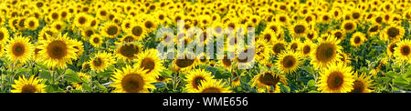 Panorama Gelbe blumen Sonnenblumen auf dem Feld Stockfoto