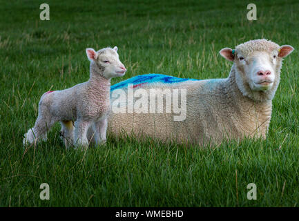 Peak District, Derbyshire, England, Großbritannien. Ein Dorset Schaf mit ihrem drei Tage alten jungen Lamm auf einem Grasfeld Stockfoto