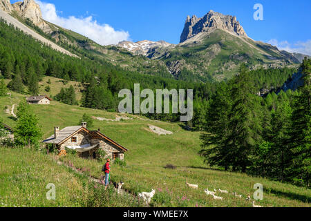 Frankreich, Hautes-Alpes, Nevache, Etroite Tal mit dem Mont Thabor im Hintergrund, Hirte und Ziegen // Frankreich, Alpes-de-Haute-Provence (05), Valloire, La Val Stockfoto