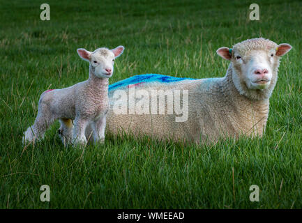 Peak District, Derbyshire, England, Großbritannien. Ein Dorset Schaf mit ihrem drei Tage alten jungen Lamm auf einem Grasfeld Stockfoto