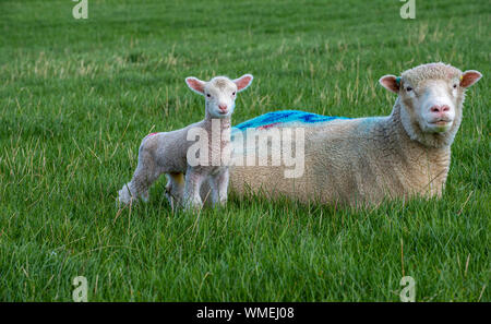 Peak District, Derbyshire, England, Großbritannien. Ein Dorset Schaf mit ihrem drei Tage alten jungen Lamm auf einem Grasfeld Stockfoto