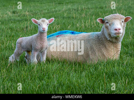 Peak District, Derbyshire, England, Großbritannien. Ein Dorset Schaf mit ihrem drei Tage alten jungen Lamm auf einem Grasfeld Stockfoto