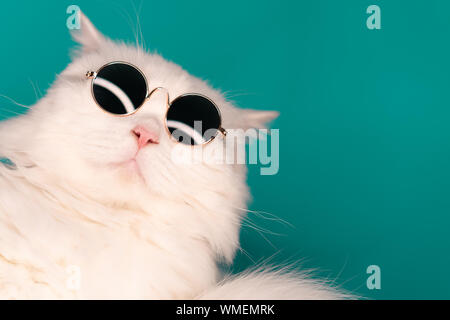 Luxuriöse inländischen Kitty in Gläsern Posen auf Türkisfarbenem Hintergrund Wand Stockfoto