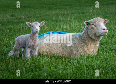 Peak District, Derbyshire, England, Großbritannien. Ein Dorset Schaf mit ihrem drei Tage alten jungen Lamm auf einem Grasfeld Stockfoto