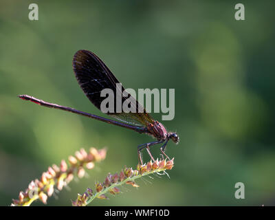 Damselfly Calopteryx haemorrhoidalis aka Kupfer oder Mediterranen demoiselle. Stockfoto