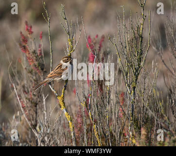 Rohrammer (Emberiza schoeniclus) Weiblich, Burnham Overy Staithe, North Norfolk, Großbritannien Stockfoto