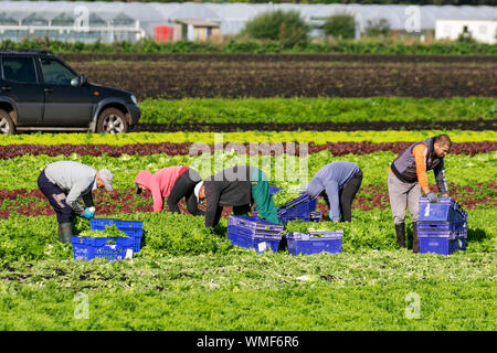 Tarleton, Lancashire. Uk Wetter. 5. September 2019. Die hellen sonnigen Bedingungen für die Ernte von Ende Saison Salat ernten. EU-Staatsangehörige Hand schneiden und verpacken Kopfsalat für Supermarkt Bestellungen im Bereich der Lancashire als "ALA-D-Bowl" der britischen bekannt. Im Falle des No Deal Brexit, Änderungen der Geschäftsordnung kann die landwirtschaftlichen Betriebe. Die britischen Landwirte können gezwungen werden, Tausende von Pfund wert von Gemüse zu verrotten in ihren Bereichen zu verlassen, da ein Rückgang der Zahl der landwirtschaftlichen Arbeitnehmer aus der Europäischen Union (EU) Kredit; MediaWorldImages/AlamyLiveNews Stockfoto