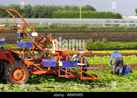 Tarleton, Lancashire. Uk Wetter. 5. September 2019. Die hellen sonnigen Bedingungen für die Ernte von Ende Saison Salat ernten. EU-Staatsangehörige Hand schneiden und verpacken Kopfsalat für Supermarkt Bestellungen im Bereich der Lancashire als "ALA-D-Bowl" der britischen bekannt. Im Falle des No Deal Brexit, Änderungen der Geschäftsordnung kann die landwirtschaftlichen Betriebe. Die britischen Landwirte können gezwungen werden, Tausende von Pfund wert von Gemüse zu verrotten in ihren Bereichen zu verlassen, da ein Rückgang der Zahl der landwirtschaftlichen Arbeitnehmer aus der Europäischen Union (EU) Kredit; MediaWorldImages/AlamyLiveNews Stockfoto