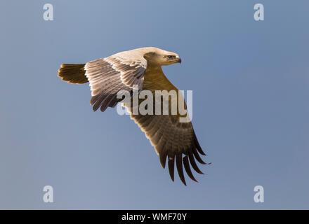 Tawny Eagle (Aquila rapax) im Flug, Ndutu, Ngorongoro Conservation Area, südliche Serengeti, Tansania. Stockfoto