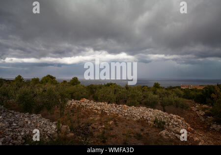 Gewitterwolken und Olivenhain, Okljucna, Insel Vis, Kroatien. Stockfoto