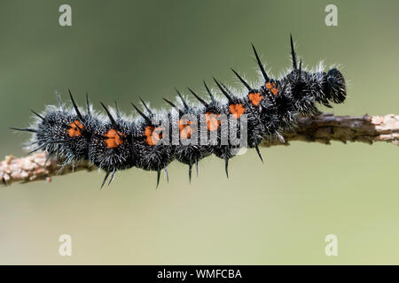 Die Trauer Mantel Caterpillar (Nymphalis antiopa) Stockfoto