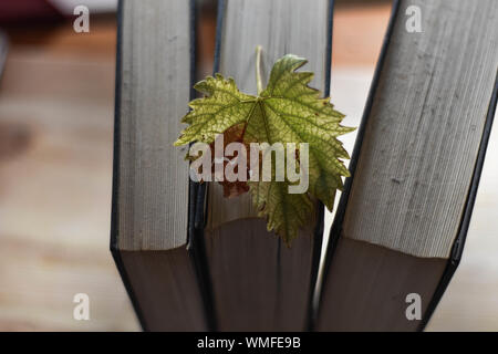 Stapel alte staubige Bücher von oben whit bunten Herbst Blatt gesehen Stockfoto