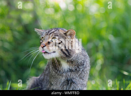 Schottische Wildkatze, zischend in Ärger Stockfoto