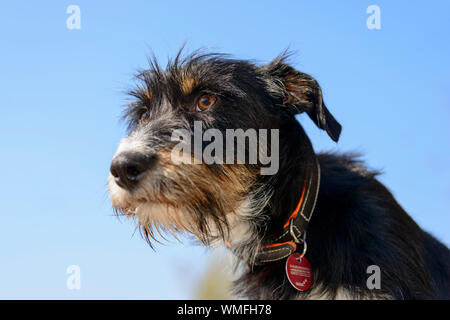 Mischling Hund Stockfoto