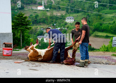 Schlachten der Rinder auf Straße, Bushtrice, Albanien Stockfoto