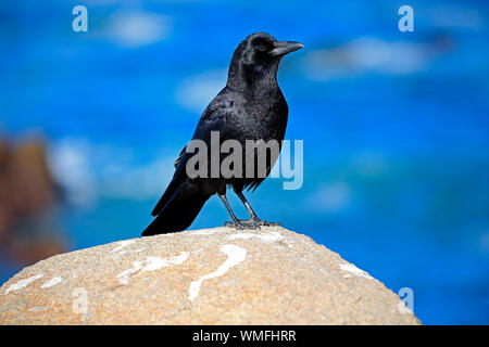 American Crow, Erwachsenen auf dem Rock, Monterey, Kalifornien, Nordamerika, USA, (Corvus brachyrhynchos) Stockfoto