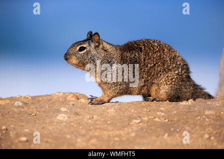 Kalifornien Erdhörnchen, Erwachsener, Monterey, Kalifornien, Nordamerika, USA, (Citellus beecheyi) Stockfoto