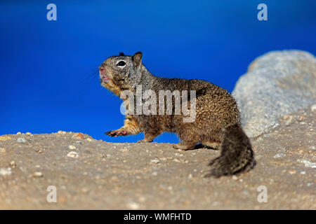 Kalifornien Erdhörnchen, Erwachsener, Monterey, Kalifornien, Nordamerika, USA, (Citellus beecheyi) Stockfoto