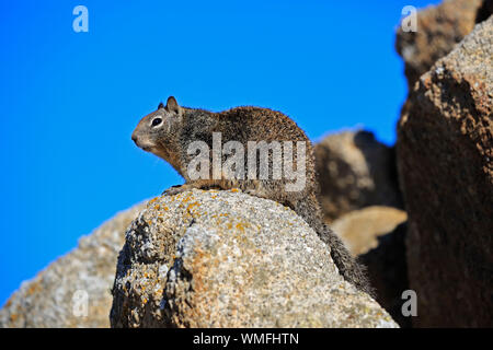 Kalifornien Erdhörnchen, Erwachsener, Monterey, Kalifornien, Nordamerika, USA, (Citellus beecheyi) Stockfoto