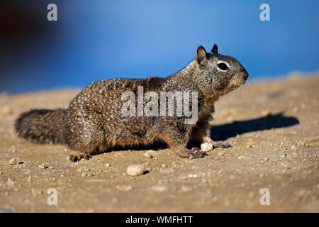 Kalifornien Erdhörnchen, Erwachsener, Monterey, Kalifornien, Nordamerika, USA, (Citellus beecheyi) Stockfoto