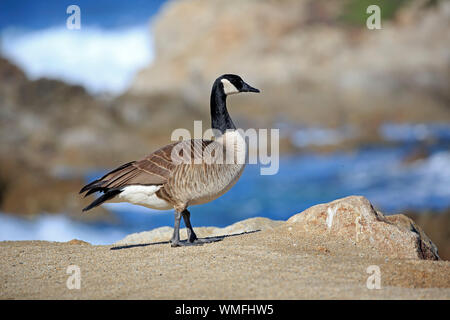 Kanadagans, Erwachsener, Monterey, Kalifornien, Nordamerika, USA, (Branta canadensis) Stockfoto