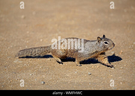 Kalifornien Erdhörnchen, Erwachsener, Monterey, Kalifornien, Nordamerika, USA, (Citellus beecheyi) Stockfoto