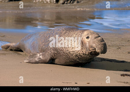 Northern Elephant Seal, erwachsenen männlichen, Piedras Blancas Rookery, San Simeon, San Luis Obispo County, Kalifornien, USA, (Mirounga leonina angustirostris) Stockfoto