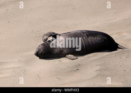 Northern Elephant Seal, Junge, Piedras Blancas Rookery, San Simeon, San Luis Obispo County, Kalifornien, Nordamerika, USA, (Mirounga leonina angustirostris) Stockfoto