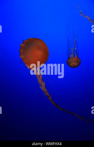 Meer Nesseln, Monterey, Kalifornien, Nordamerika, USA, (Chrysaora Fuscescens) Stockfoto